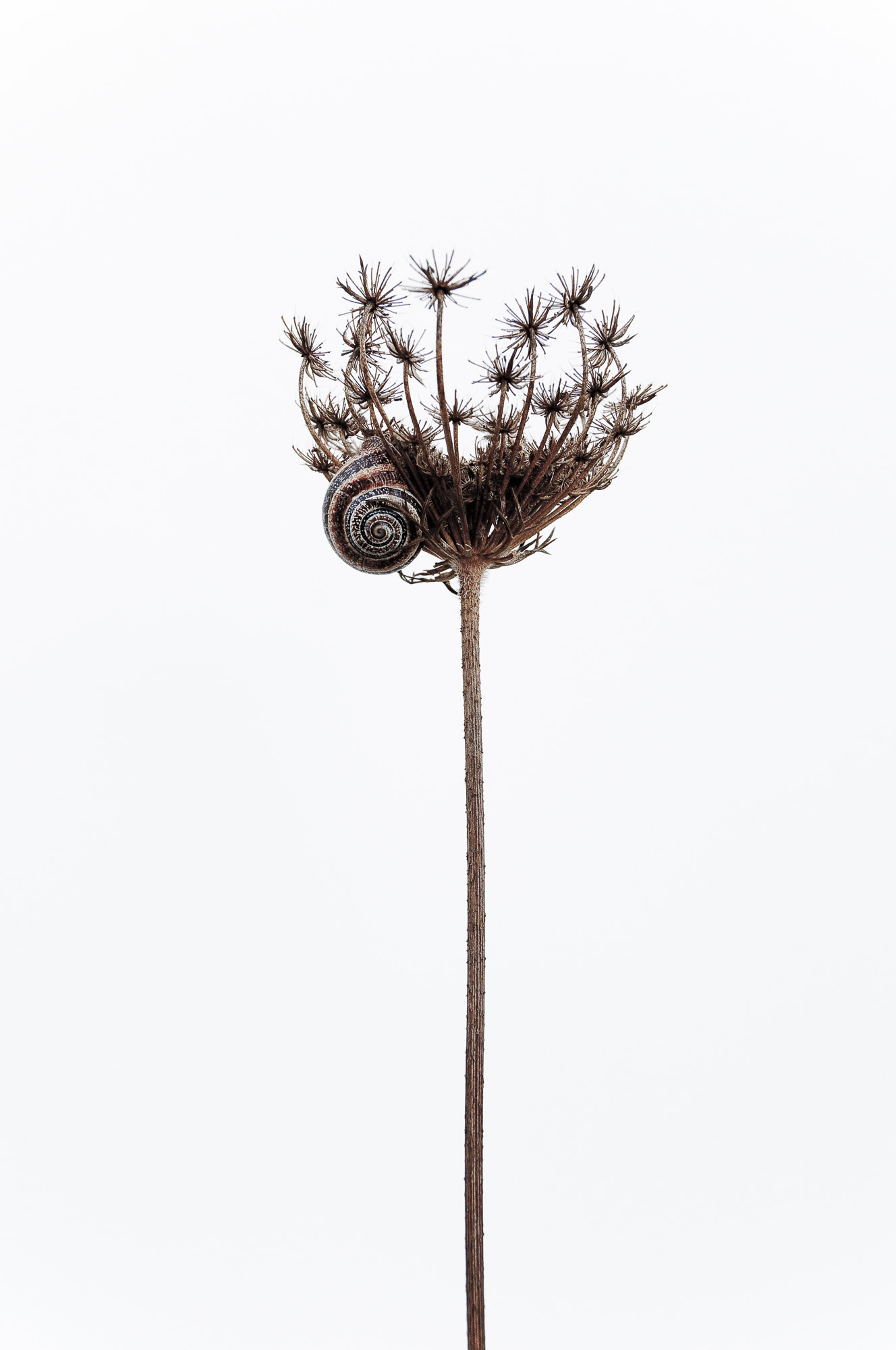 Snail shells II